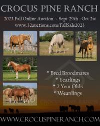 Crocus Pine Ranch's Fall Auction 