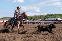 Horse Training Services
