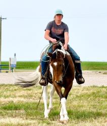 2021 15.1+hh  All Around Gelding