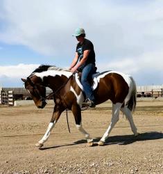2021 15.1+hh  All Around Gelding