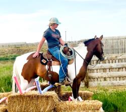 2021 15.1+hh  All Around Gelding