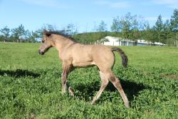 Susita's colt