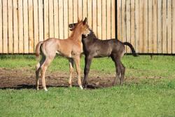 Jewell's colt