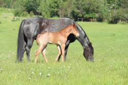 Jewell's colt