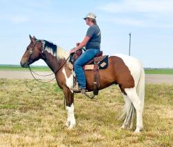 2021 15.1+hh  All Around Gelding