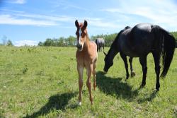 Jewell's colt