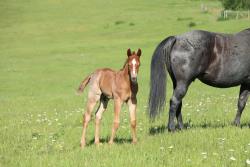 Jewell's colt