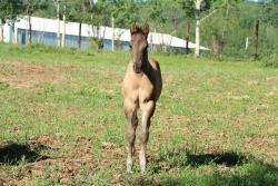 Susita's colt