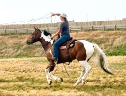 2021 15.1+hh  All Around Gelding