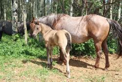 Susita's colt