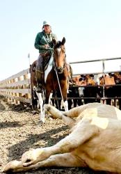 2021 15.1+hh  All Around Gelding