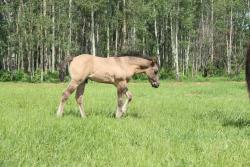 Susita's colt