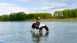 2021 15.1+hh  All Around Gelding