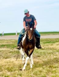 2021 15.1+hh  All Around Gelding