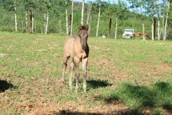 Susita's colt