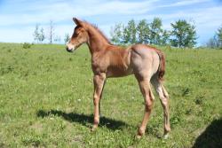 Jewell's colt