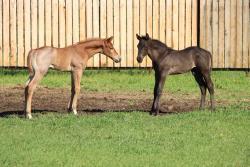 Jewell's colt