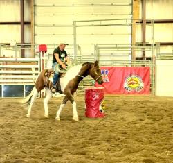 2021 15.1+hh  All Around Gelding