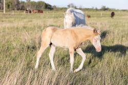 Palomino Splash filly