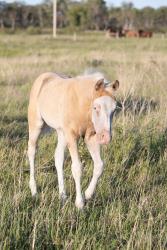Palomino Splash filly