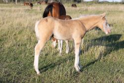 Palomino Splash filly