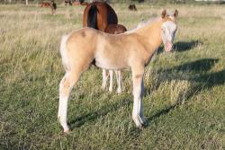 Palomino Splash filly