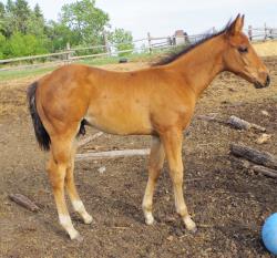 AQHA pending
