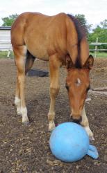 AQHA pending