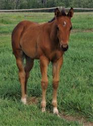 AQHA pending