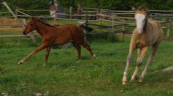 AQHA pending