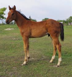 AQHA pending