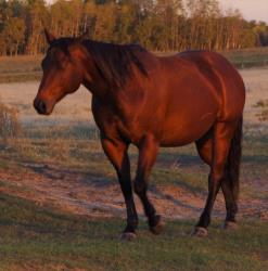 AQHA pending