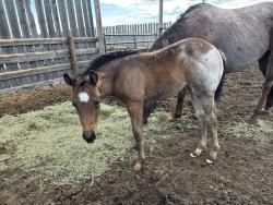 AQHA Pending