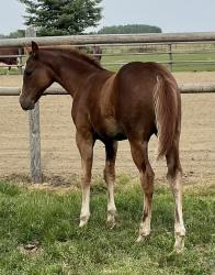 Northern Metallic (name pending)