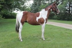 Frenchmans Boon Dox - Rimrock