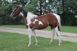 Frenchmans Boon Dox - Rimrock