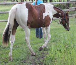 Frenchmans Boon Dox - Rimrock