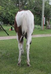 Frenchmans Boon Dox - Rimrock