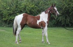 Frenchmans Boon Dox - Rimrock