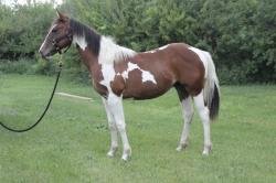 Frenchmans Boon Dox - Rimrock