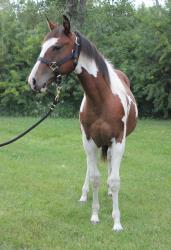 Frenchmans Boon Dox - Rimrock