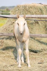 Shiners Q Chex Colt