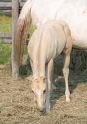 Shiners Q Chex Colt