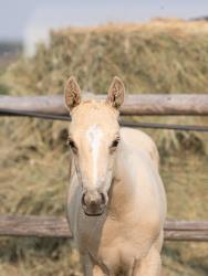 Shiners Q Chex Colt