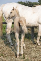 Shiners Q Chex Colt