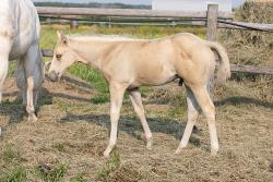 Shiners Q Chex Colt