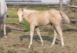 Shiners Q Chex Colt