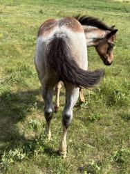 AQHA Pending
