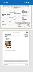 Blue Roses AQHA  Pending