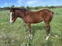 Blue Roses AQHA  Pending